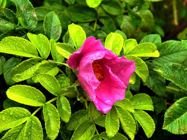 Cuisse de rose avec gouttes d'eau après une pluie rapprochée
 - Photo, image