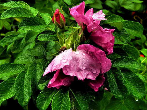 Rosa quadris com gotas de água depois de uma chuva fechar
 - Foto, Imagem
