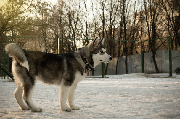 Puppy of alaskan malamute on a training ground in winter. Toned - Photo, image