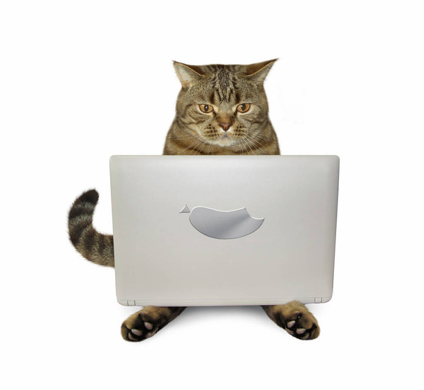 Cat with tablet 3 - Фото, зображення