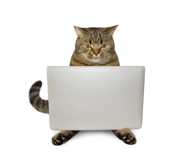 Cat with tablet 2 art - Фото, изображение