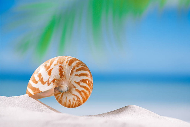 Nautilus-Muschel auf Sand am Strand  - Foto, Bild