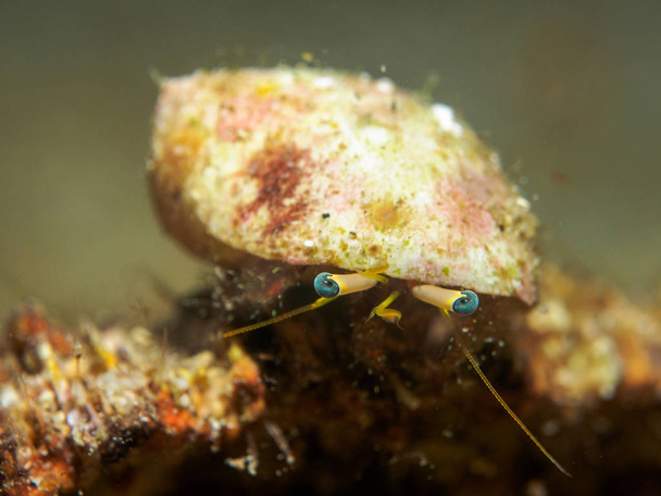 dekorace krab pod vodou, Filipíny - Fotografie, Obrázek