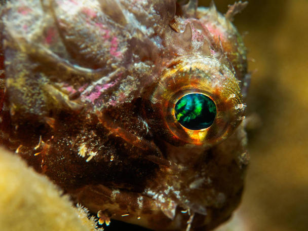 stonefish underwater at philippines - Photo, Image