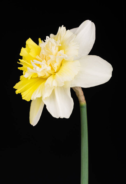Bright spring narcissus  - Foto, Imagen