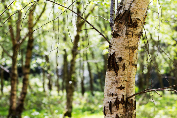 Engelse bos komt tot leven in het voorjaar - Foto, afbeelding