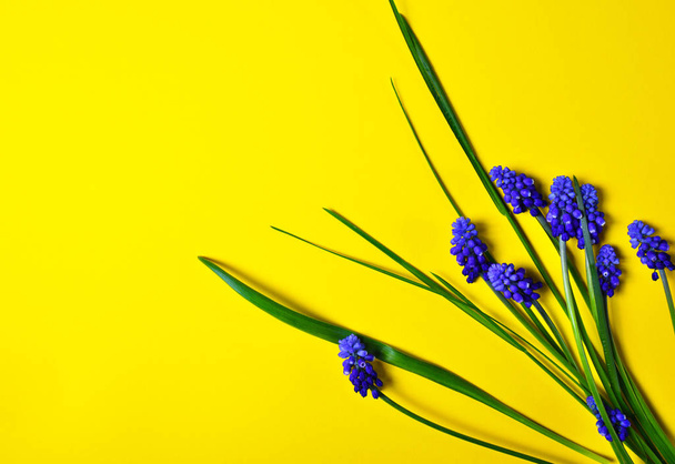 Sárga háttér kék virágok, egér jácint - Fotó, kép