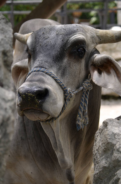 Nahaufnahme einer gehörnten brahmanischen Kuh - Foto, Bild