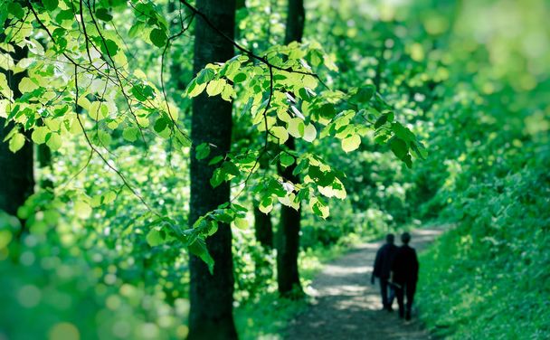 Lente in het bos, twee ouderen (gepensioneerden) wandelingen in bos, gezondheid concept - Foto, afbeelding
