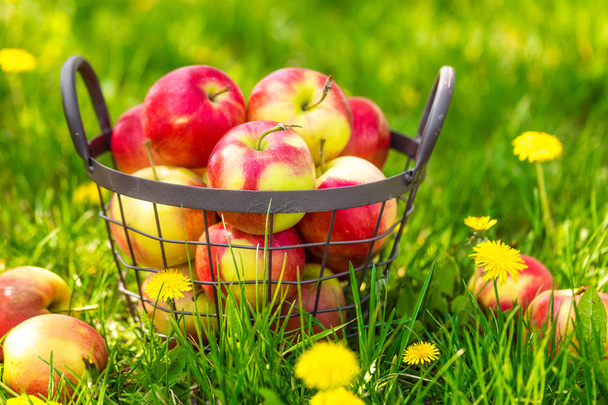 Красные здоровые органические яблоки в корзине на зеленой траве в саду, урожай
 - Фото, изображение