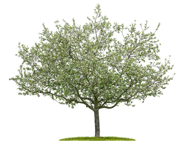 Eristetty kukkiva kirsikkapuu valkoisella pohjalla
 - Valokuva, kuva