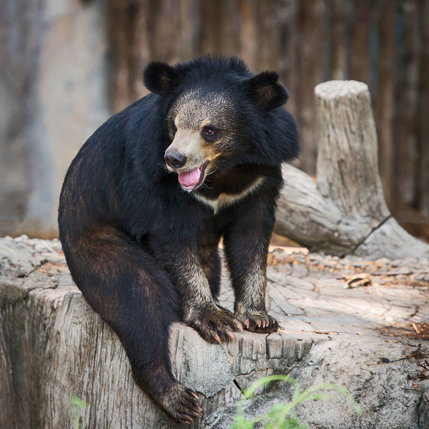 Малайский солнечный медведь
.  - Фото, изображение