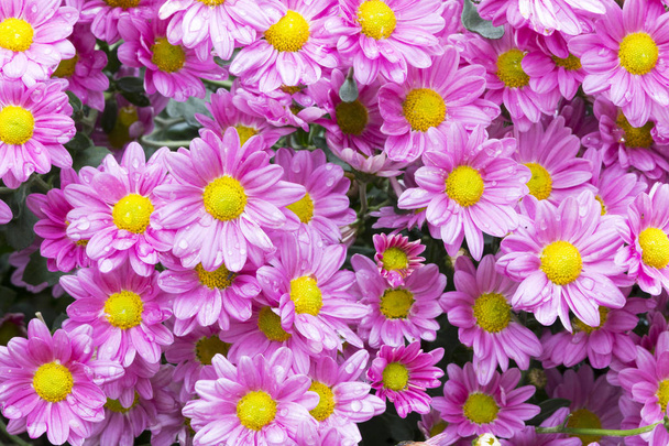 花の庭に咲く紫菊を閉じる - 写真・画像