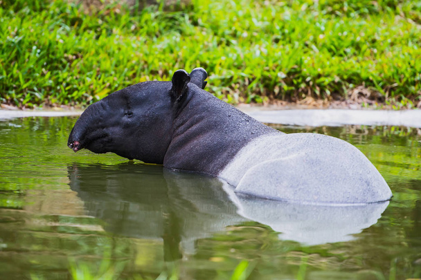 tapiro malese (tapirus indicus) Thailandia
. - Foto, immagini