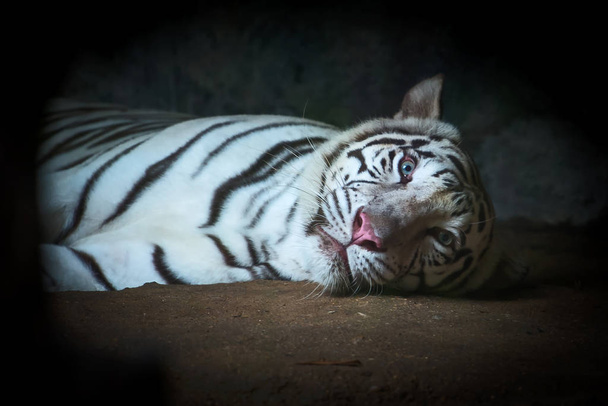 White tiger hiding in caves. - Photo, Image