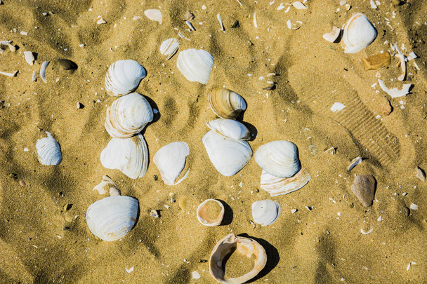 sand beach on it lie beautiful seashells - Фото, изображение