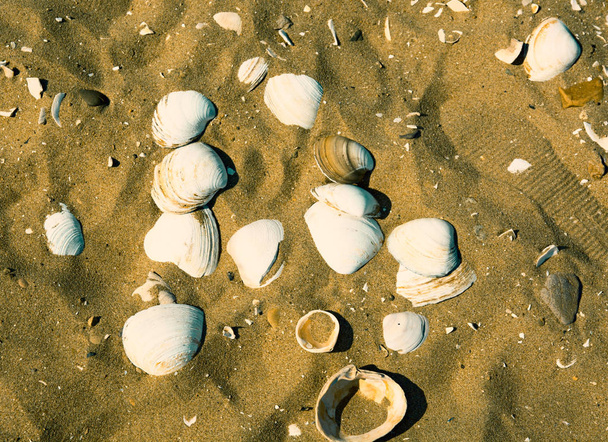 sand beach on it lie beautiful seashells - Foto, Imagen