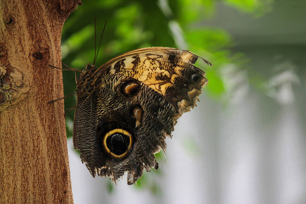 Forest Giant Owl Butterfly-Stock Photos - Photo, Image