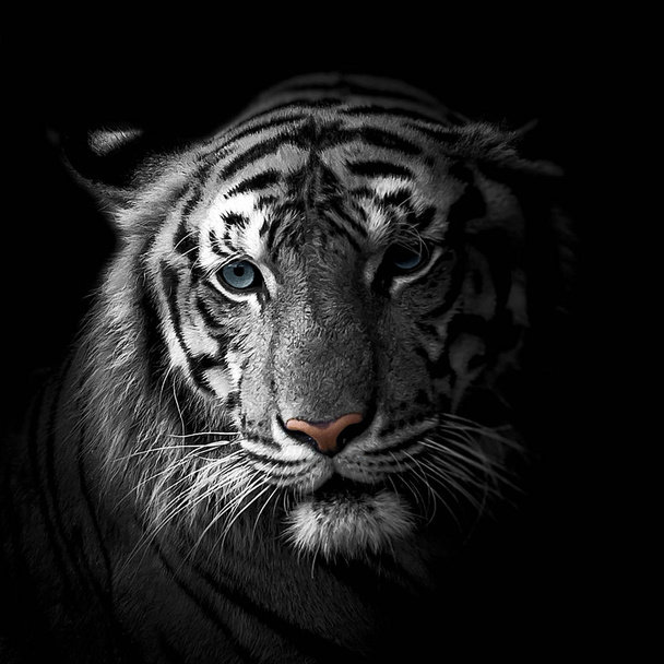 Крупним планом білі тигри. - Фото, зображення