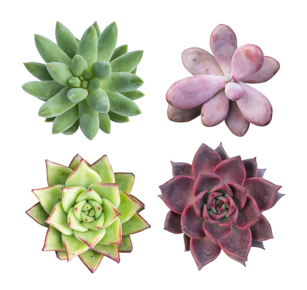 collection of succulent top isolated on white background - Valokuva, kuva