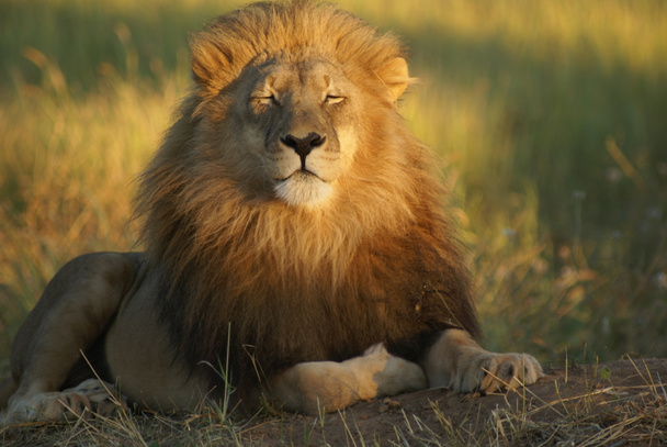 Lev na slunci - Fotografie, Obrázek