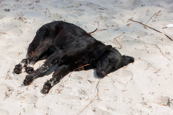 pies śpi na plaży - Zdjęcie, obraz