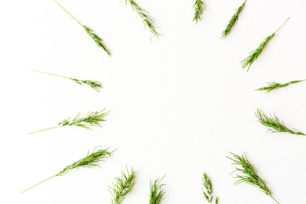 Oren van een groene granen vormen een patroon van een cirkel liggen op een witte achtergrond. Concept van gezonde lifestile, natuurvoeding, versheid en lente stemming. minimalistisch beeld van de rijping oogst. - Foto, afbeelding
