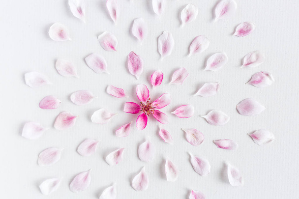 top view on round pattern of sacura flowers laying on white background. Concept of love and spring. Dof on sacura flowers. Flat lay. - Фото, изображение
