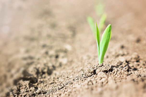 Young corn plant sprout growing from the ground. - Foto, afbeelding