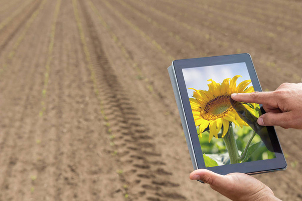 Smart agriculture. Farmer using tablet sunflower planting. Moder - Foto, immagini