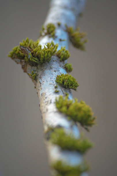 Giovane betulla ricoperta da grappoli di muschio verde
 - Foto, immagini