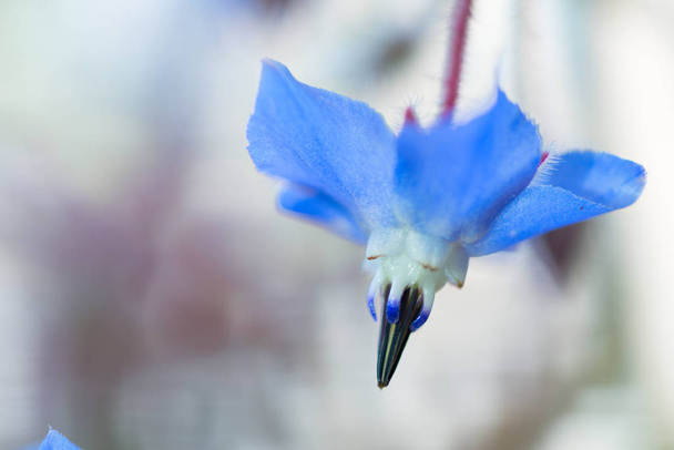 Borago officinalis flower - Photo, Image