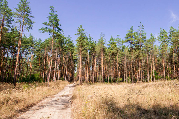 Pine view in summer forest  - Foto, afbeelding