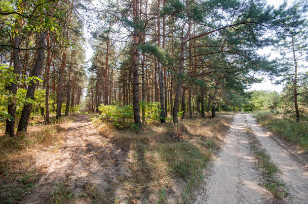 Pine view in summer forest  - Photo, image