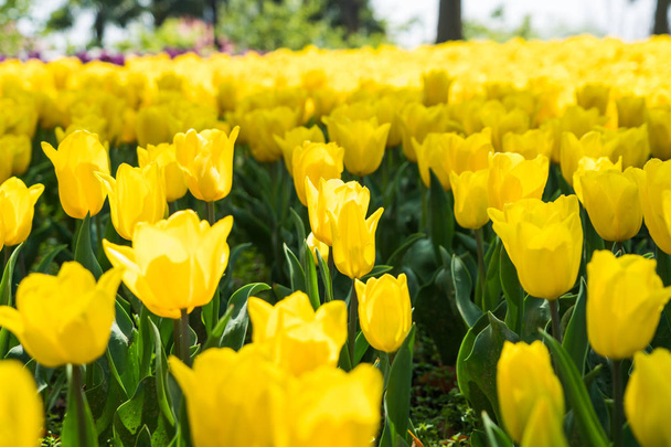 el alto contraste del jardín de tulipanes amarillos
 - Foto, Imagen
