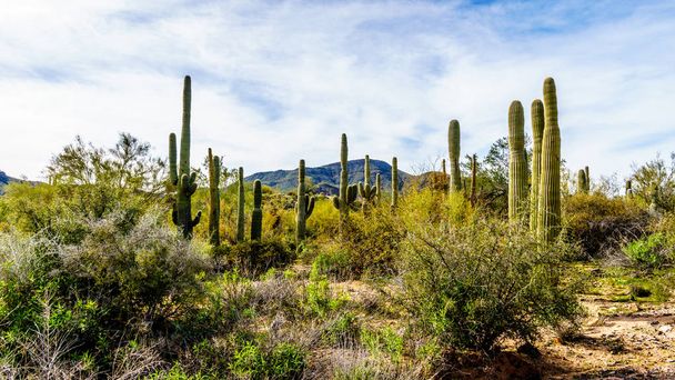Csoport, a Saguaru kaktusz Tonto National Forest Maricopa County, Arizona, Amerikai Egyesült Államok - Fotó, kép
