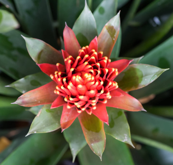 red color of Guzmania flower in garden - Photo, Image