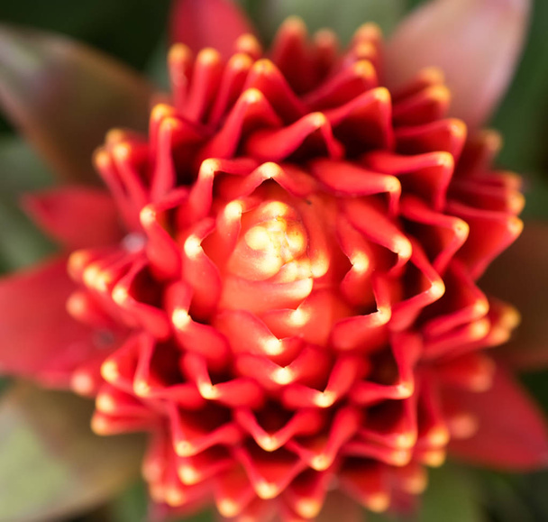 красный цвет Гусмании цветок в саду
 - Фото, изображение