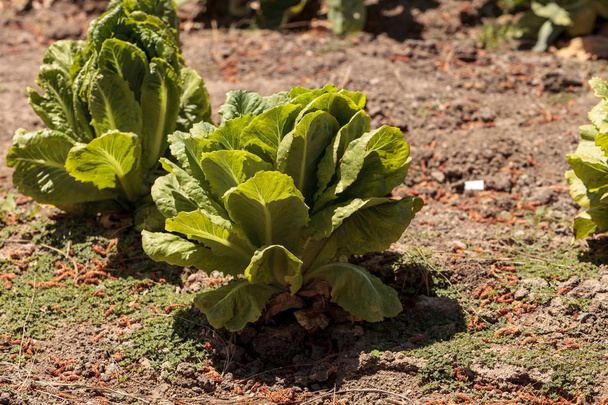 Свежий роменский салат растет на небольшой органической ферме
 - Фото, изображение
