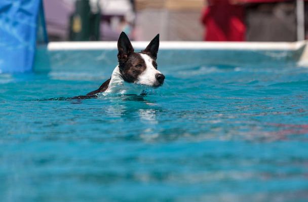 Border collie swims with a toy - Photo, Image