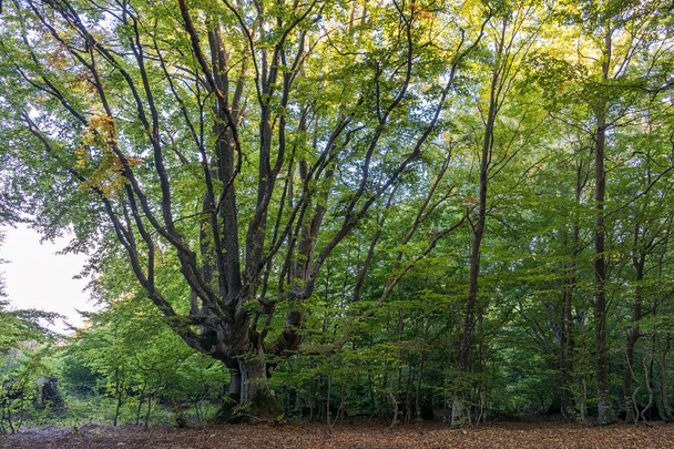 Beech forest in the Crimea - Foto, Imagen