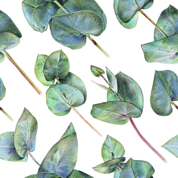  Seamless floral pattern with green eucalyptus on white - Valokuva, kuva