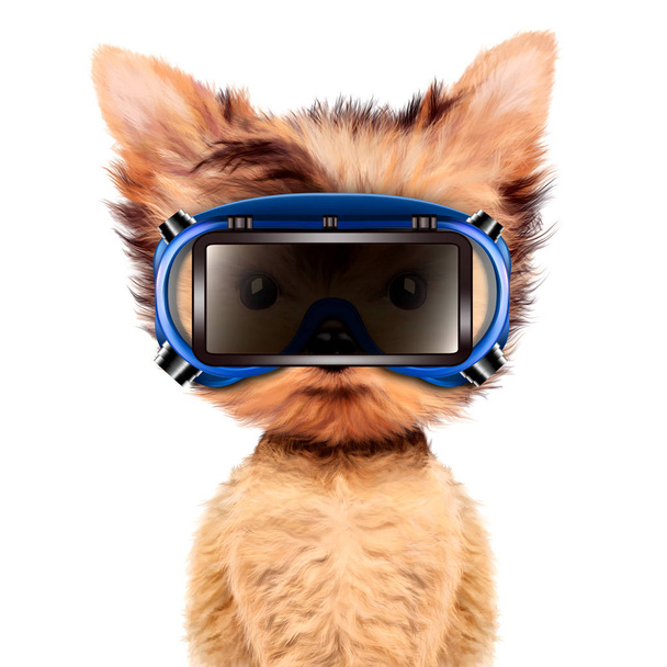 Funny dog in safety glasses Isolated on white - Photo, Image