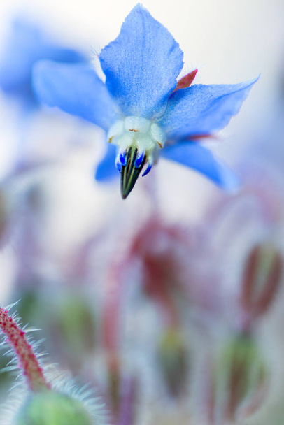 Flor de Borago officinalis
 - Foto, imagen