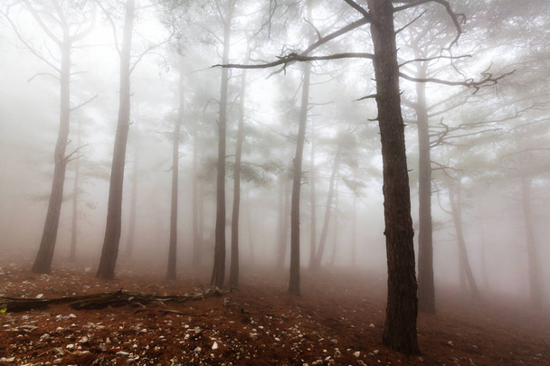 Sihirli sisli orman - Fotoğraf, Görsel