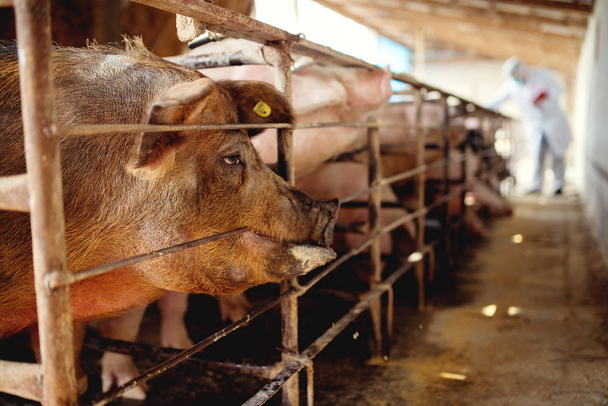 Varkens op boerderij maaltijd wachten - Foto, afbeelding