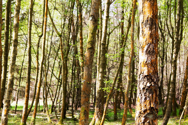 Engelse bos komt tot leven in het voorjaar - Foto, afbeelding