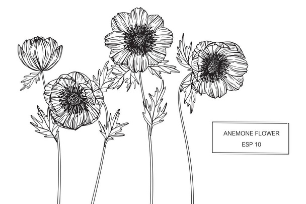 Anemon çiçeği çiçek Çizim ve eskiz Hat sanatı ile  - Vektör, Görsel
