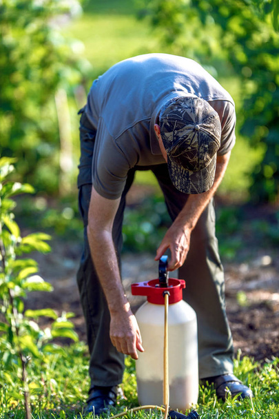 Gardener applying an insecticide fertilizer to his fruit shrubs - 写真・画像
