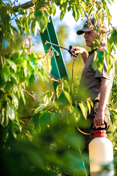 Gardener applying an insecticide fertilizer to his fruit shrubs - Fotó, kép